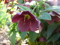 Helleborus orientalis.jpg_s.jpg